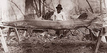 Record photograph for Atractosteus spatula